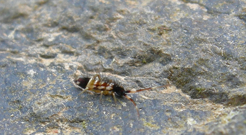 Collembolo - Orchesella sp.